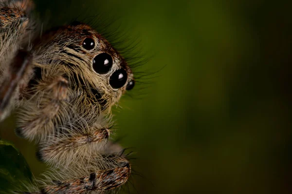 Doğal Yaşam Ortamında Salticidae Eus Chrysops Yakın Çekimi — Stok fotoğraf