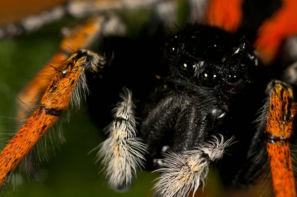 Крупный План Philaeus Chrysops Salticidae Естественной Среде Обитания — стоковое фото