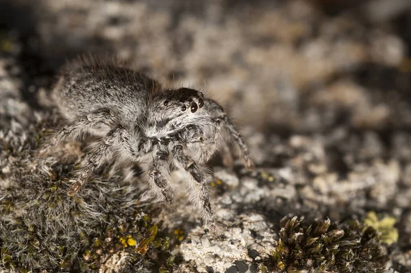 Знімки Philaeus Chrysops Salticidae Природному Середовищі Існування — стокове фото