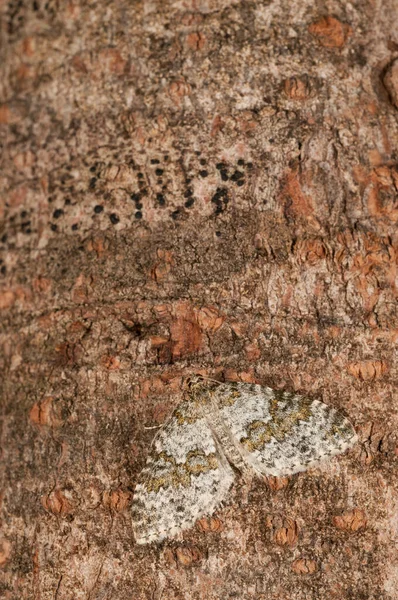 Entephria Infidaria Geometridae Aus Nächster Nähe — Stockfoto