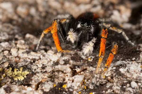 Gros Plan Araignée Dans Habitat Naturel — Photo