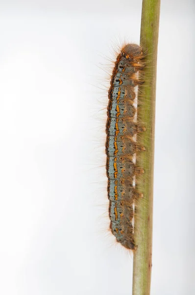 Close View Caterpillar Stalk — Stock Photo, Image