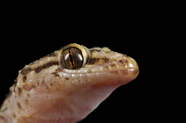 Close Belo Hemidactylus Turcicus Gecko Casa Mediterrânea Natureza — Fotografia de Stock