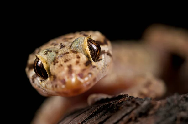 Zbliżenie Strzał Piękny Hemidactylus Turcicus Śródziemnomorski Dom Gecko Przyrodzie — Zdjęcie stockowe