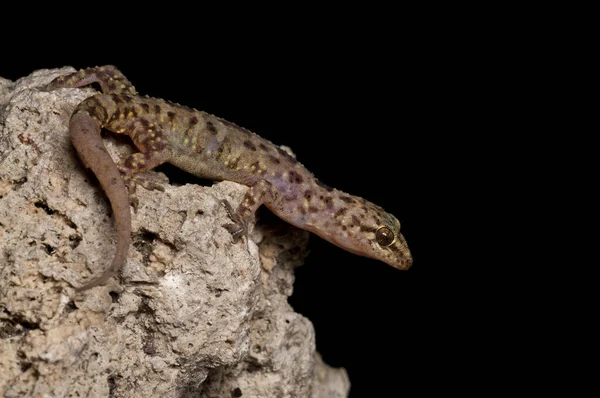 Zbliżenie Strzał Piękny Hemidactylus Turcicus Śródziemnomorski Dom Gecko Przyrodzie — Zdjęcie stockowe