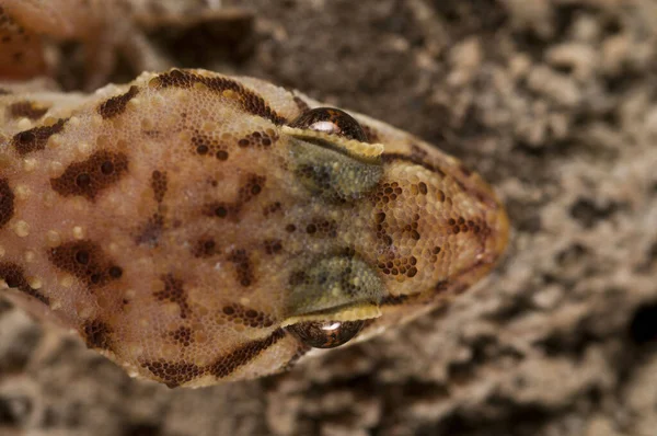 Κοντινό Πλάνο Του Όμορφου Hemidactylus Turcicus Μεσογειακό Σπίτι Gecko Στη — Φωτογραφία Αρχείου