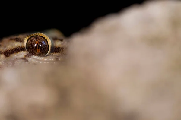 Zbliżenie Strzał Piękny Hemidactylus Turcicus Śródziemnomorski Dom Gecko Przyrodzie — Zdjęcie stockowe