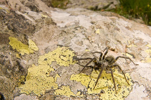 Close Shot Spider Natural Habitat — Stock Photo, Image
