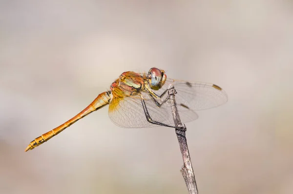 Sympetrum Fonscolombii Darter Veios Vermelhos — Fotografia de Stock