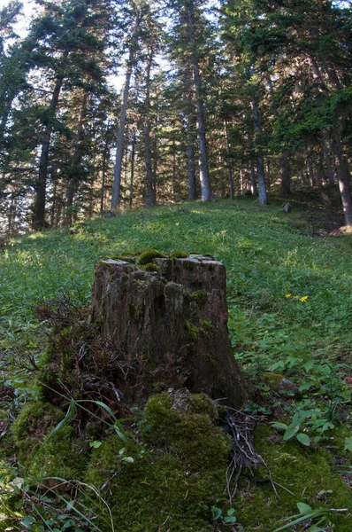 Mossige Boomstronk Dennenbos — Stockfoto