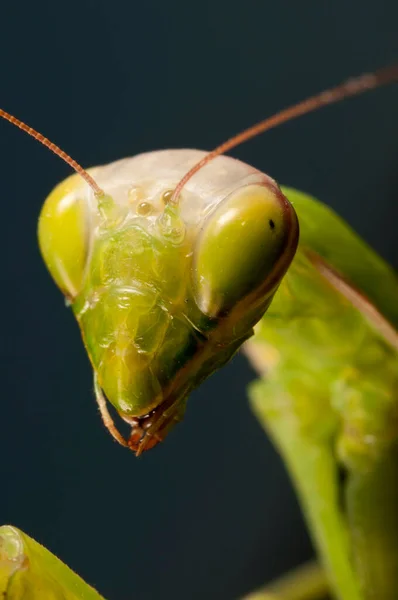 Primer Plano Hermosa Mantis Religiosa Mantis Europea —  Fotos de Stock