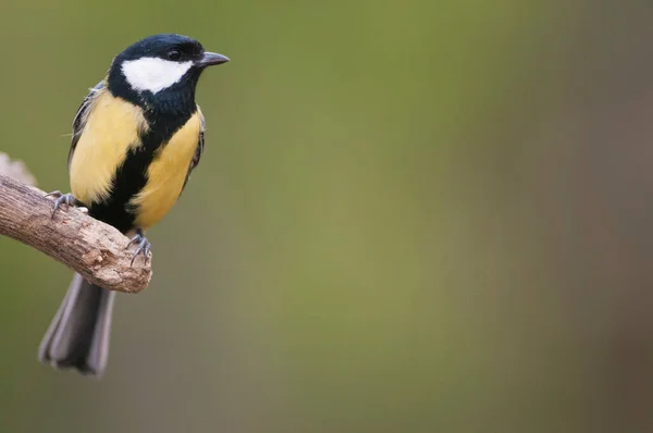 Close Shot Small Tit Bird Perching Branch — Stok fotoğraf