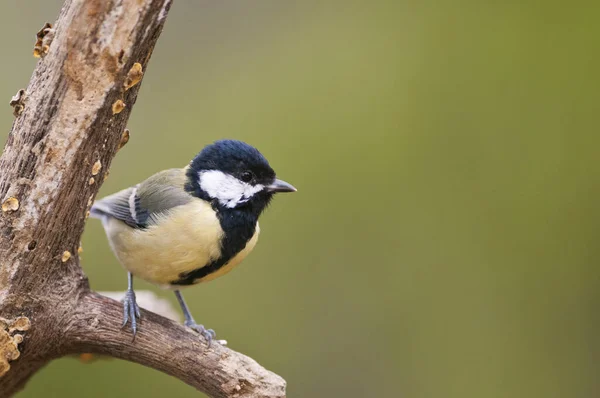 Close Shot Small Tit Bird Perching Branch — Stok fotoğraf