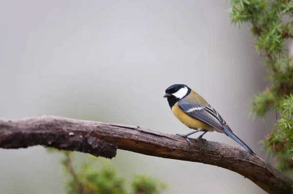 Close Shot Small Tit Bird Perching Branch — Stok fotoğraf