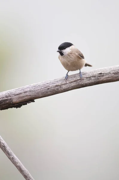 Close Shot Small Tit Bird Perching Branch — Stok fotoğraf