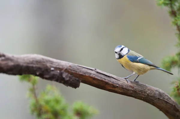 Cyanistes Caeruleus Eurasian Blue Tit Sitting Tree — Stok fotoğraf