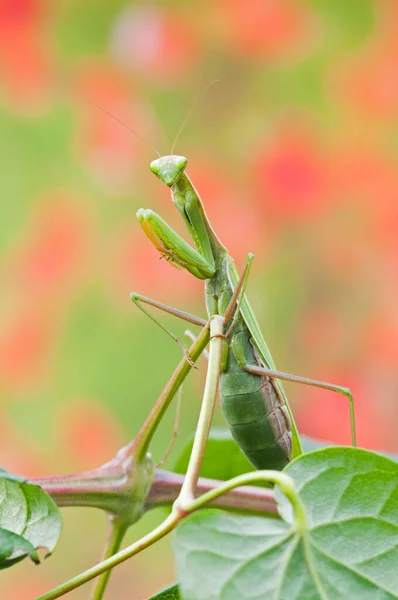 Primer Plano Mantis Religiosa Mantis Europea Hábitat Natural —  Fotos de Stock