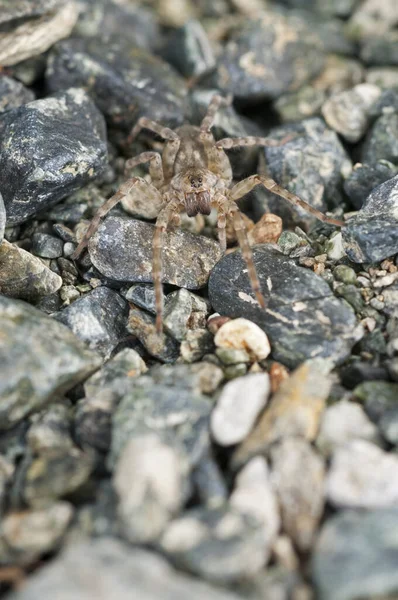 Detailní Záběr Pavouka Přírodním Prostředí — Stock fotografie