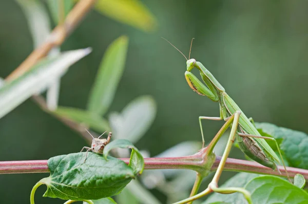 Знімки Mantis Religiosa European Mantis Природному Середовищі Проживання — стокове фото