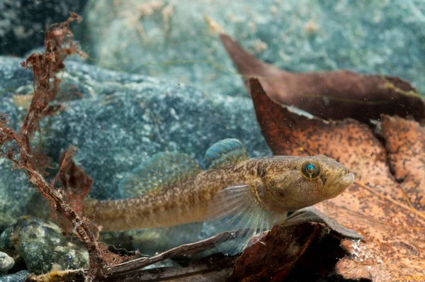 Padogobius martensii 'nin yakın görüntüsü, gobiidae