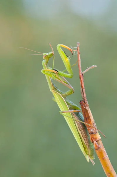 Знімки Mantis Religiosa European Mantis Природному Середовищі Проживання — стокове фото