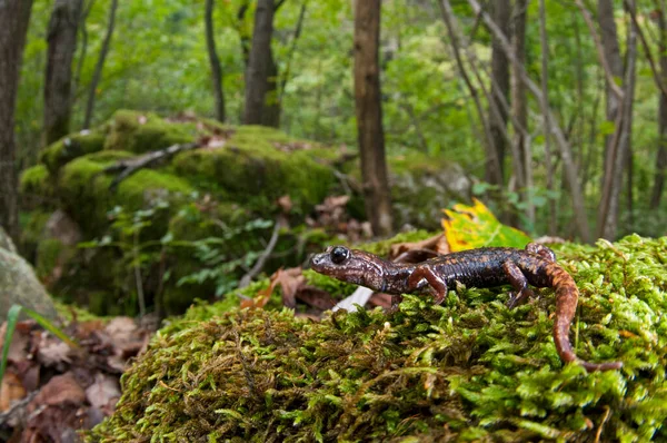 自然の生息地でスペロマンテスStrinatii Strinati Cave Salamander のショットのクローズアップショット — ストック写真