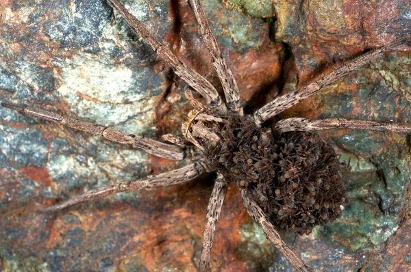 Самка Hogna Radiata Wolf Spider Соусом Спине — стоковое фото