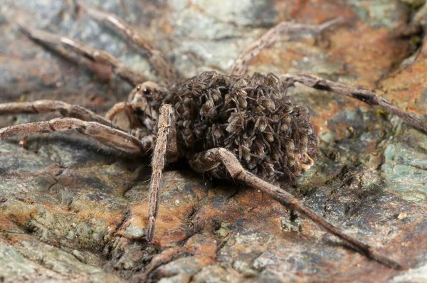Зйомки Alopecosa Lycosidae Природному Середовищі Існування — стокове фото
