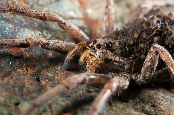 Zbliżenie Ujęcia Alopecosa Lycosidae Środowisku Naturalnym — Zdjęcie stockowe