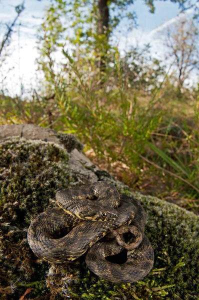 Közeli Felvétel Natrix Maura Fiatalkorú Vipera Kígyó Természetes Élőhelyen — Stock Fotó