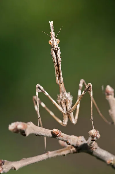 Közeli Felvétel Empusa Pennatáról Kúpfejű Sáska Természetes Élőhelyen — Stock Fotó