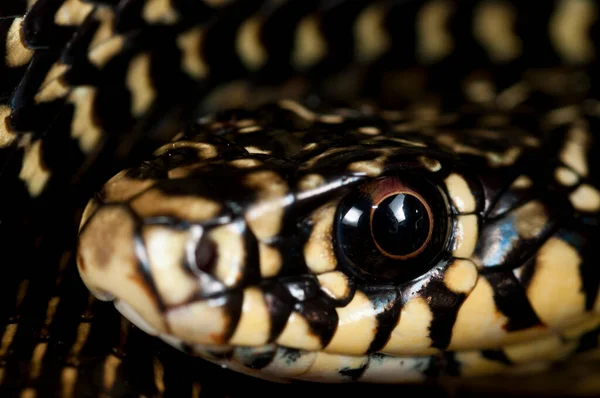 Hierophis Viridiflavus Serpent Fouet Vert Vue — Photo