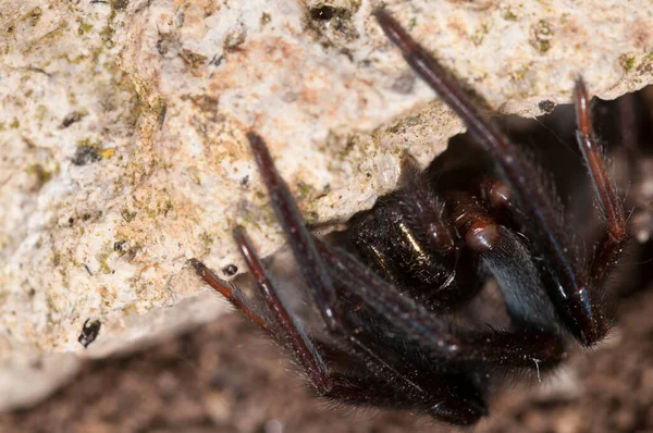 서식지에서 레이스 Amaurobius Ferox — 스톡 사진