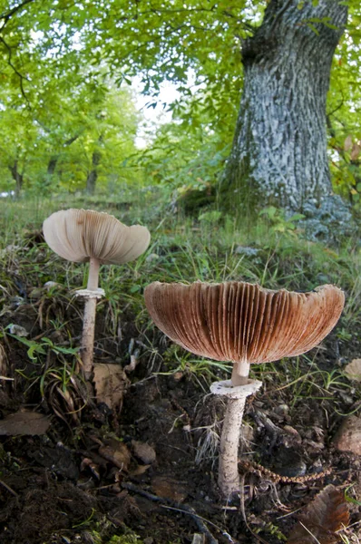 Macrolepiota Procera Parasol Mushroom View — Stock Photo, Image