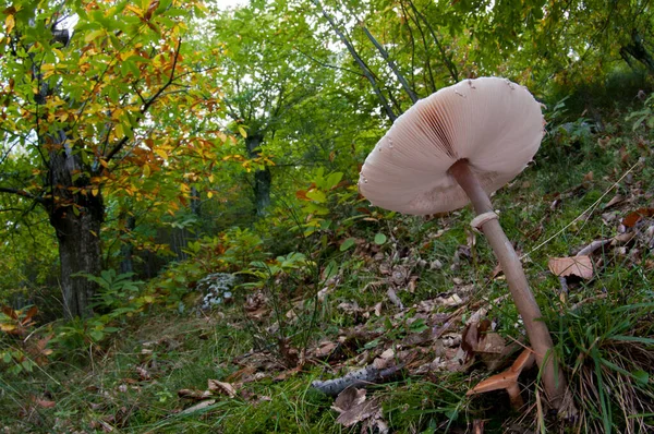 Macrolepiota Procera Parasol Mushroom View — Stock Photo, Image