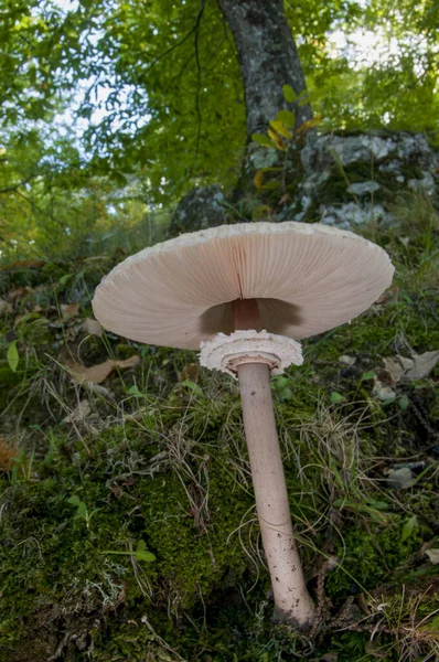大型螺旋藻 寄生蘑菇 — 图库照片