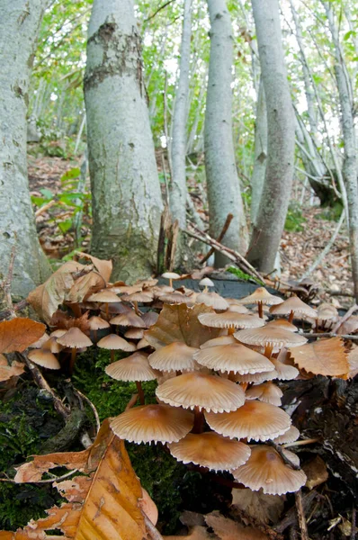 Macrolepiota Procera Şemsiye Mantarı Görünümü — Stok fotoğraf