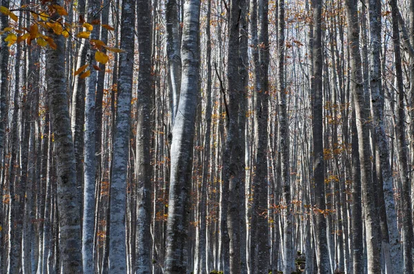 Vacker Höst Skog Bakgrund Utsikt — Stockfoto