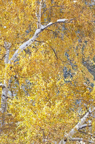 Красивый Осенний Вид Лес — стоковое фото
