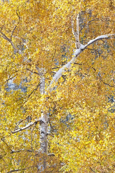 Bonito Outono Floresta Fundo Vista — Fotografia de Stock