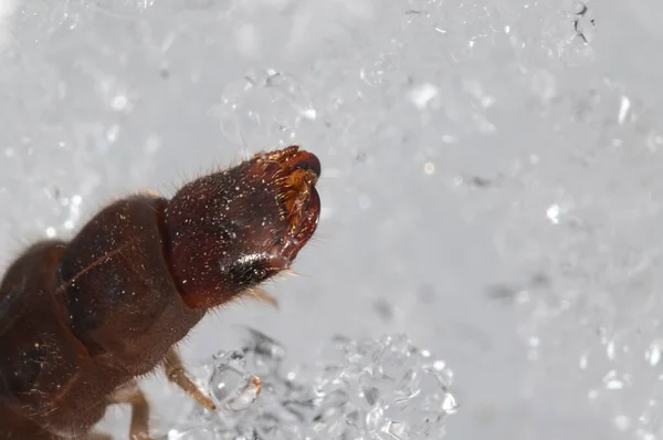 Larvas Cantharis Fusca Neve — Fotografia de Stock