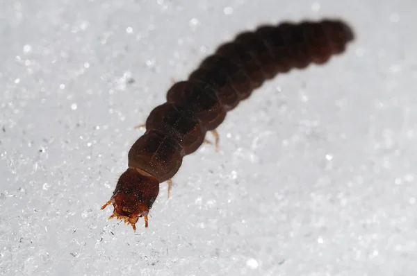 Larwy Cantharis Fusca Śniegu — Zdjęcie stockowe