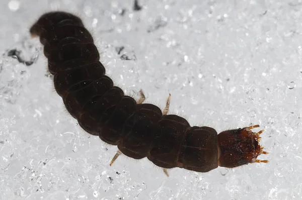 Larwy Cantharis Fusca Śniegu — Zdjęcie stockowe