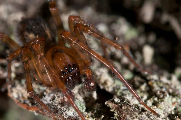 自然生息地でのクモの接近ショット — ストック写真