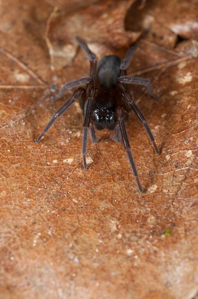 Närbild Svart Spetsvävare Amaurobius Ferox Naturlig Miljö — Stockfoto