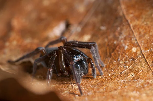 蜘蛛在自然栖息地的特写镜头 — 图库照片