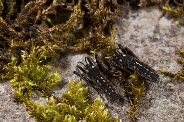 Κοντινό Πλάνο Των Όμορφων Εντόμων Στο Βράχο Mossy — Φωτογραφία Αρχείου