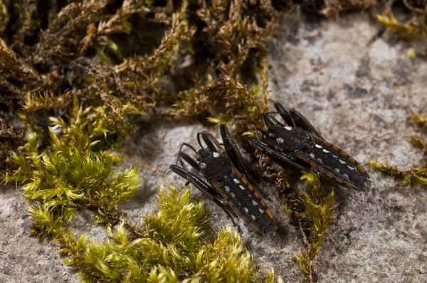 Nahaufnahme Schöner Käfer Auf Bemoosten Felsen — Stockfoto