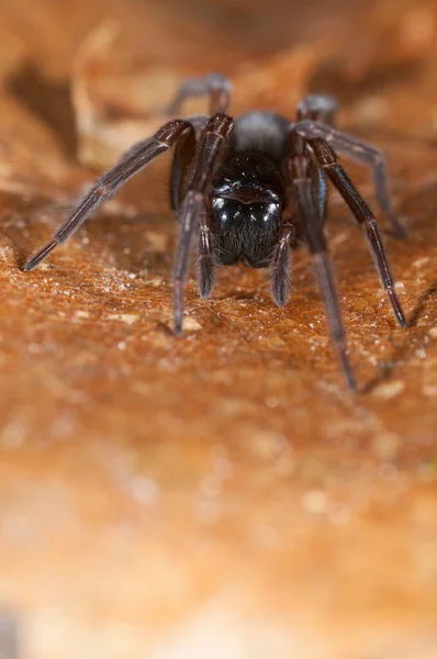 Κοντινό Πλάνο Του Black Lace Weaver Amaurobius Ferox Στο Φυσικό — Φωτογραφία Αρχείου