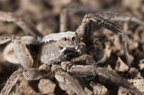 Widok Alopecosa Accentuata Samiec Lycosidae — Zdjęcie stockowe